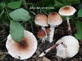 Lepiota severiana-amf1213